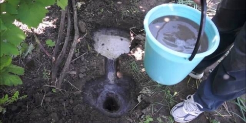 Đubrenje grožđa u jesen